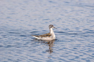 Immature Red-necked Phalarope (Phalaropus lobatus) in Barents Sea coastal area, Russia