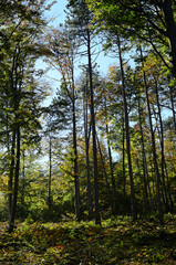 Fototapeta na wymiar Nature, autumn forest