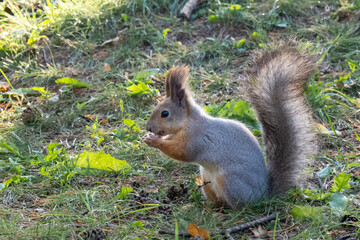Naklejka na ściany i meble Beautiful fluffy gray-orange squirrel gnaws a nut on the green grass, close-up, copy space