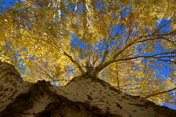 Birch in the fall. Yellow birch leaves in front of a blue sky. ( Betula )