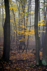 Nature, autumn fog in forest
