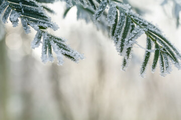 Coniferous branch covered with frost