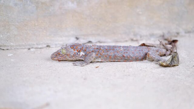 Close-up gecko is molting.