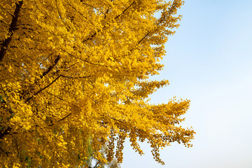 Ginkgo trees are golden in autumn in the park