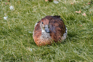 West Indian Whistling Duck (Dendrocygna arborea) in park