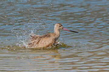 Marbled Godwit (Limosa fedoa) in Malibu Lagoon, California, USA