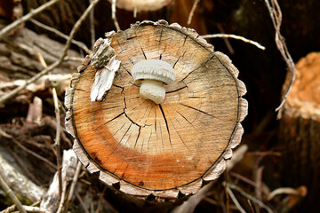 Botany, Sparse Shovel Mushroom
