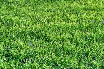 field of green grass, photo as a background