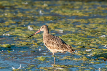 Marbled Godwit (Limosa fedoa) in Malibu Lagoon, California, USA