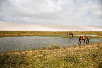 horse and dunes
