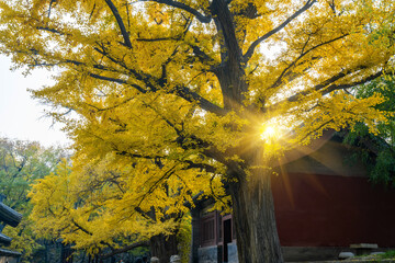 Ginkgo trees are golden in autumn in the park