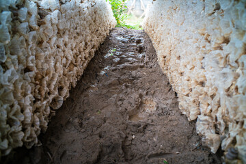 Indian Oyster Phoenix Mushroom or Lung Oyster mushroom growing farm