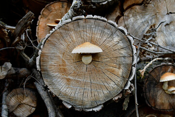 Botany, Sparse Shovel Mushroom