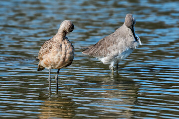 Marbled Godwit (Limosa fedoa) and Willet (Catoptrophorus semipalmatus) in Malibu Lagoon, California, USA