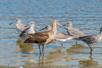 Marbled Godwit (Limosa fedoa) and Willet (Catoptrophorus semipalmatus) in Malibu Lagoon, California, USA