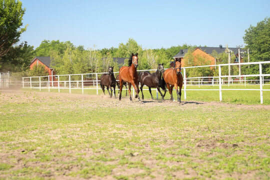 Bay horses in paddock on sunny day. Beautiful pets