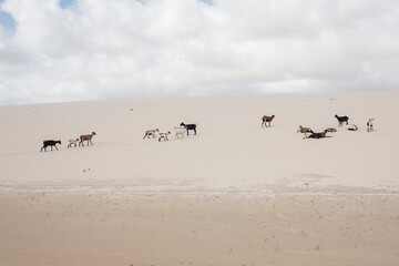 sand dunes and goats