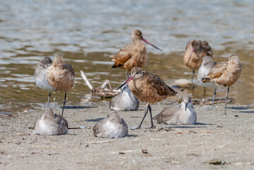 Marbled Godwit (Limosa fedoa) and Willet (Catoptrophorus semipalmatus) in Malibu Lagoon, California, USA