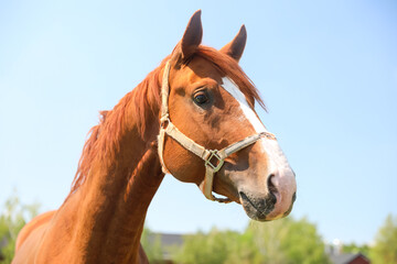 Chestnut horse outdoors on sunny day. Beautiful pet