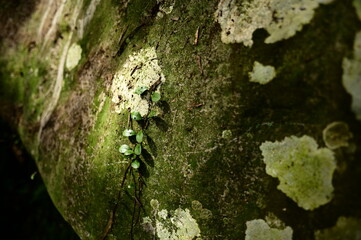 Selective focus on the leaves on the rock against the blurred background.
