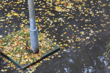 Wet asphalt with a puddle of fallen leaves and an old rusty pole.A dreary autumn day