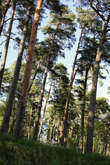 Beautiful green pine forest in the lights of evening sun in Jurmala, Latvia. Peaceful inspirational landscape with wood and blue sky.  Meditation space in nature. 