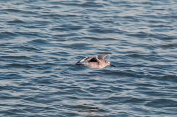 Fototapeta premium Willet (Catoptrophorus semipalmatus) in Bolsa Chica Ecological Reserve, California, USA