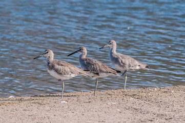 Willet (Catoptrophorus semipalmatus) in Malibu Lagoon, California, USA