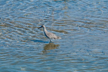 Willet (Catoptrophorus semipalmatus) in Bolsa Chica Ecological Reserve, California, USA