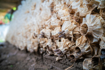 Indian Oyster Phoenix Mushroom or Lung Oyster mushroom growing farm