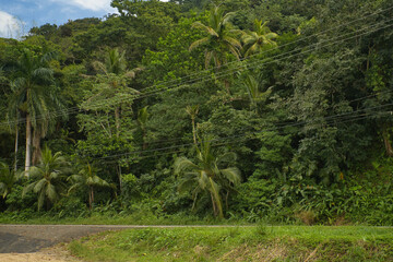 Grüner Dschungel und Urwald mit Palmen und grünen Bäumen