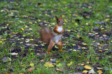 A wild squirell captured in a cold autumn day. Red squirell. Animal