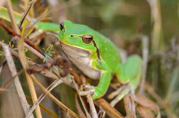 European tree frog - Hyla arborea in Hortobagy National Park, Hungary