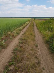 Fototapeta na wymiar Country road in a green field