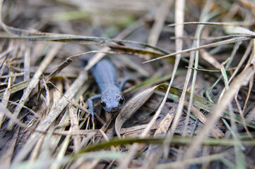 Danube crested newt  - Triturus dobrogicus in Hortobagy National Park, Hungary