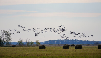 Autumn migration of cranes in Hortobagy National Park, Hungary