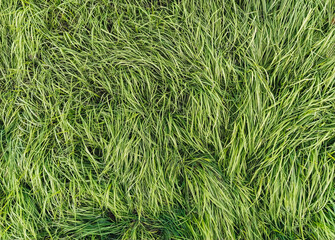 Texture, background of long, tall green grass close-up. Photography, copy space.