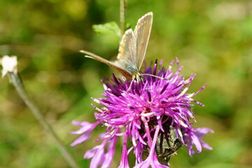 Macro photography of female polyommatus coridon (chalkhill blue butterfly) on pink thistle flower 