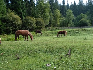 horses in the meadow