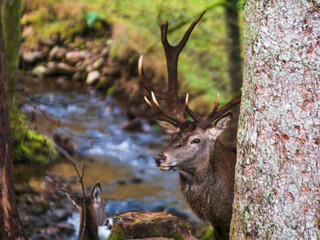 Hirsch am Bach