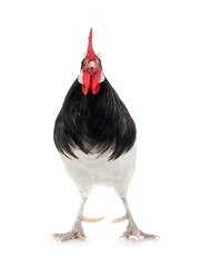 black and white rooster isolated on white background