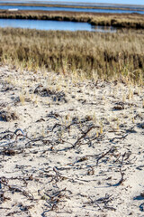 Eggs in nest of Arctic Tern (Sterna paradisaea) in Barents Sea coastal area, Russia