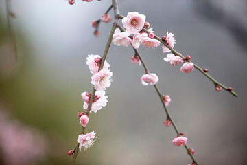 大阪城公園の梅林