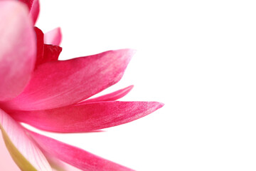 Beautiful blooming pink lotus flower on light background, closeup. Space for text