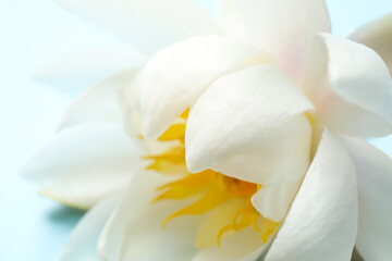 Beautiful white lotus flower on light background, closeup view