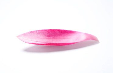Beautiful pink lotus flower petal isolated on white