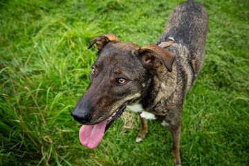 portrait of a dog in the fields