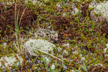 Arctic Tern (Sterna paradisaea) chick in Barents Sea coastal area, Russia