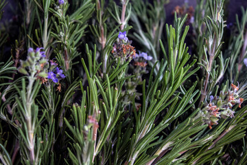 Rosemary bounds on grey textured background. Aromatic plant top view photo. Healing herbs close up. 