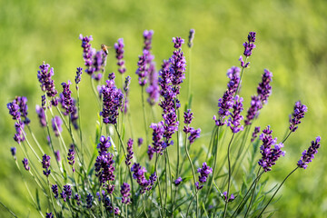 blooming lavender flowers